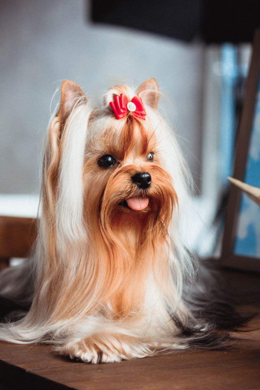 MySteelDream &mdash; Labaza DogPedigree YorkshireTerrier